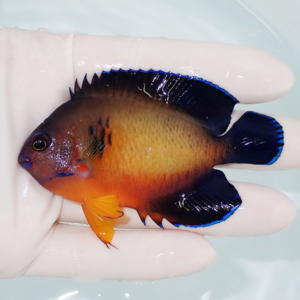 Orange and black tropical fish with electric blue-edged fins held by a gloved hand over a pale background.