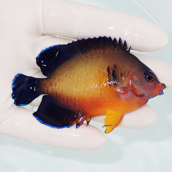 【現物1】ルリヤッコ 深場個体 8cm! 海水魚 ヤッコ 15時までのご注文で当日発送(t111(t207