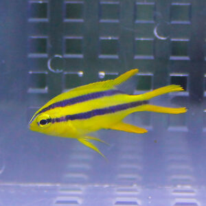 Small tropical fish with a bright yellow body and dark blue horizontal stripes swimming in an aquarium.