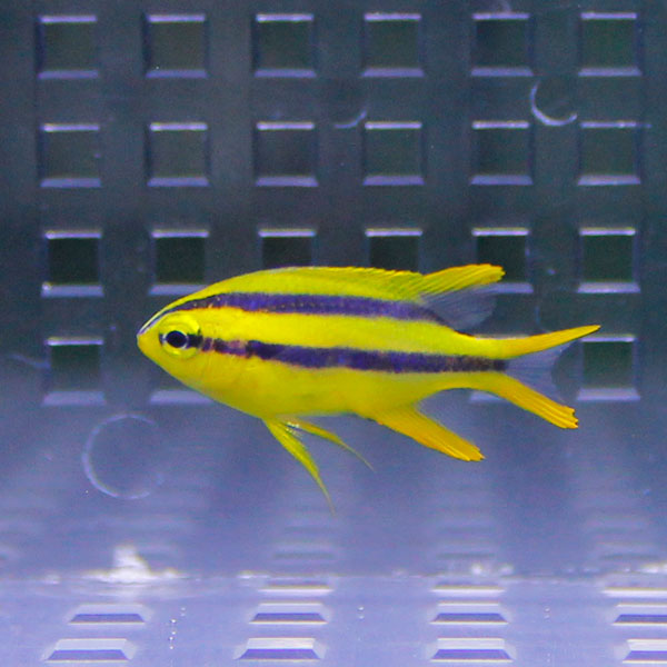 ヒレナガスズメ 2-4cm±! 海水魚 スズメダイ 餌付け 15時までのご注文で当日発送(t117