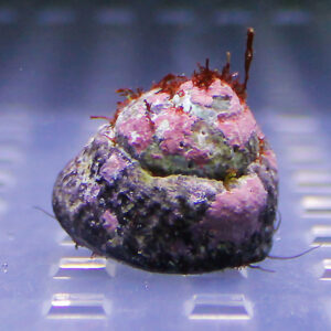 Rotten berry covered in purple and pink mold on a blue grid background (close-up).