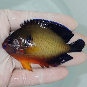 Small tropical fish with olive body and orange belly, blue-edged black dorsal and tail fins, held in a hand in water.