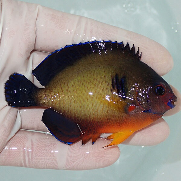 【現物2】ルリヤッコ 色彩個体 7.5cm! 海水魚 ヤッコ 15時までのご注文で当日発送(t111(t207