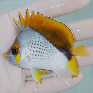 Small tropical fish with a white body, yellow face and dorsal fin, held in a person’s hand over water.