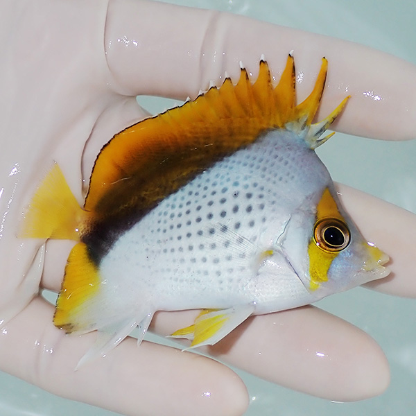 【現物2】粒エサOK マルケサスバタフライ 7.5cm±!海水魚 チョウチョウウオ 15時までのご注文で当日発送(t114(t207