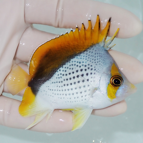 【現物3】粒エサOK マルケサスバタフライ 7.5cm±!  海水魚 チョウチョウウオ 15時までのご注文で当日発送(t114(t207
