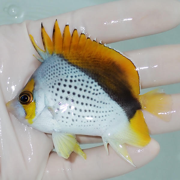 【現物3】粒エサOK マルケサスバタフライ 7.5cm±!  海水魚 チョウチョウウオ 15時までのご注文で当日発送(t114(t207