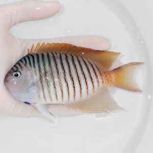 Small striped fish with orange tail held in a gloved hand over a white basin.
