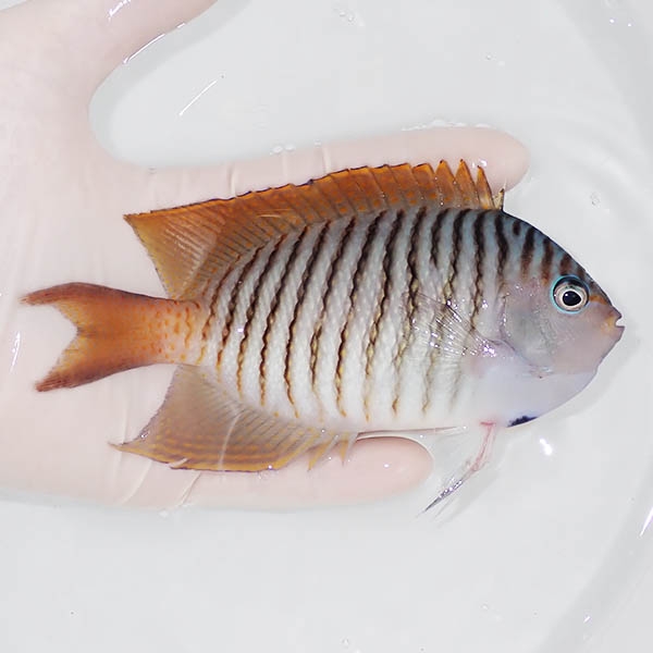 【現物2】 ヤイトヤッコ ♂  14.5cm± ! 海水魚 ヤッコ 15時までのご注文で当日発送(t111(t207