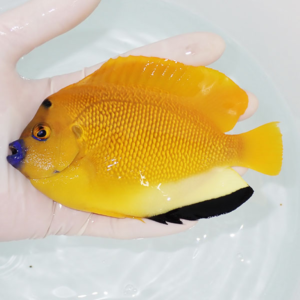 Bright yellow fish with a blue nose held in a gloved hand over clear water; orange dorsal fin and black tail visible.
