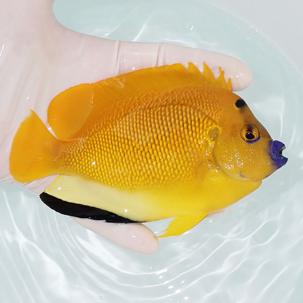 【現物1】シテンヤッコ 14cm±!海水魚 ヤッコ 15時までのご注文で当日発送 (t111(t207