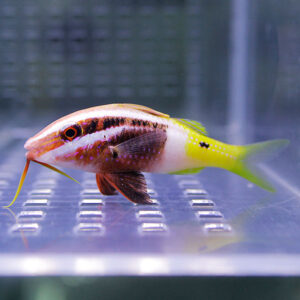 Tropical freshwater fish with a brown striped body and bright yellow tail swimming in an aquarium tank.