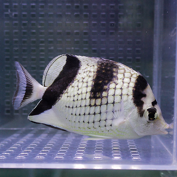 カガミチョウ 6-8cm± ! 海水魚チョウチョウウオ 15時までのご注文で当日発送(t114