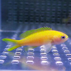 Small bright yellow tropical fish with a green dorsal fin swimming above a perforated metal tank floor in an aquarium.
