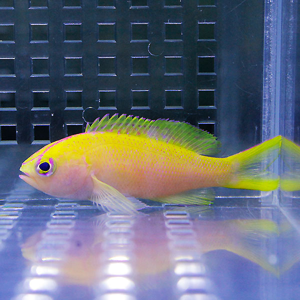 コウリンハナダイ 3匹セット ! 海水魚 ハナダイ 15時までのご注文で当日発送【ハナダイ】(t118