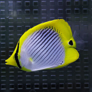 Yellow butterflyfish with black vertical stripes and bright yellow dorsal area swimming in an aquarium background.