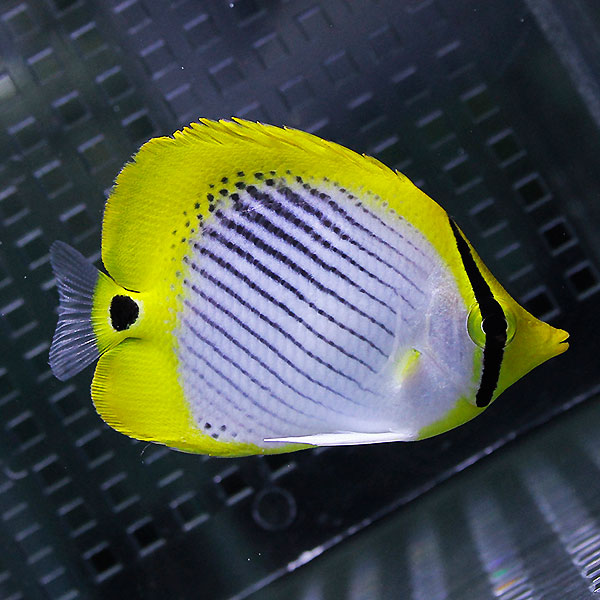 スポットテールバタフライ 4-6cm± ! 海水魚 チョウチョウウオ 15時までのご注文で当日発送(t114