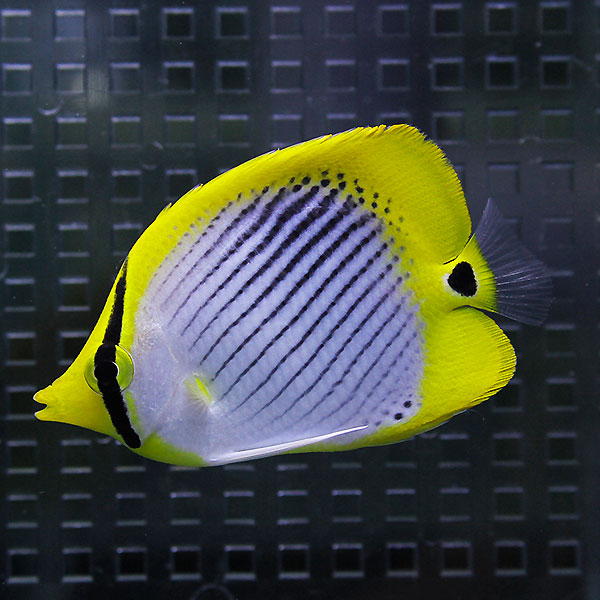 スポットテールバタフライ 4-6cm± ! 海水魚 チョウチョウウオ 15時までのご注文で当日発送(t114