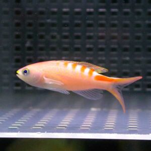 Orange-striped small aquarium fish swimming left to right in a glass tank