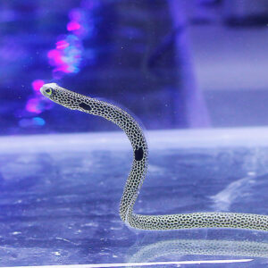 Leopard-patterned snake curves its neck upward inside a glass aquarium.