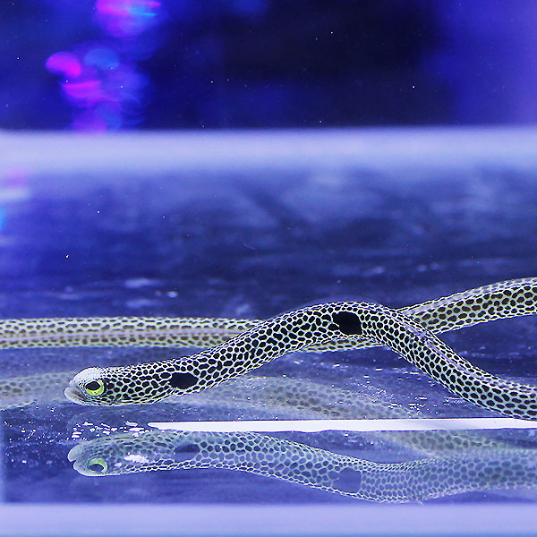 チンアナゴ 1匹 ! 海水魚 アナゴ 15時までのご注文で当日発送【アナゴ】(t231