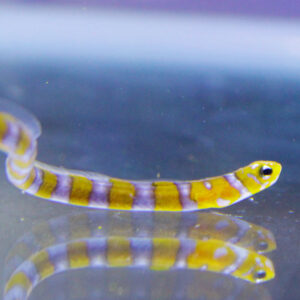 Yellow and purple striped pipefish swimming near a reflective water surface, its body curling slightly as it glides by.