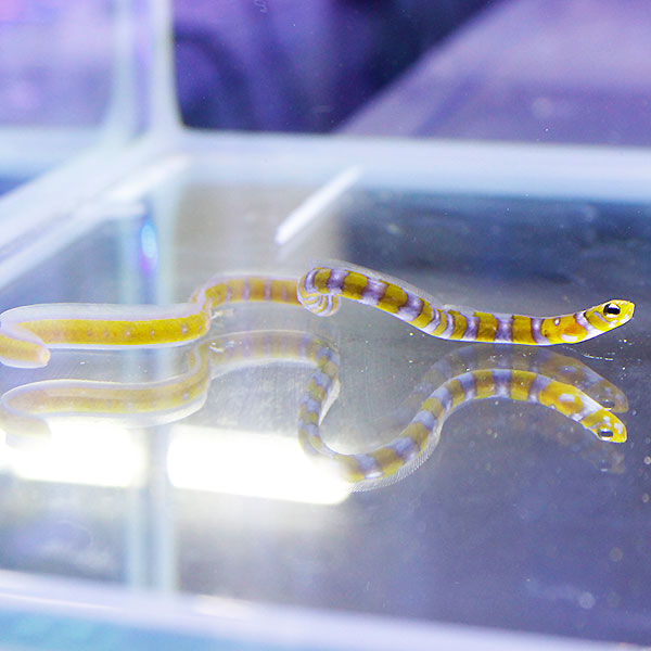 ニシキアナゴ !海水魚 アナゴ 【アナゴ】(t231