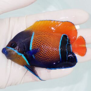 Small tropical fish with orange body, blue stripes, and black markings held gently by a gloved hand.