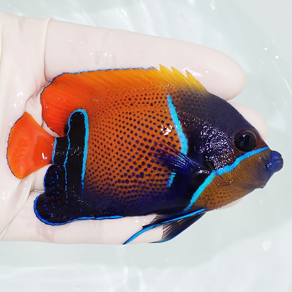 【現物3】粒エサOK イナズマヤッコ 9cm±! 海水魚 ヤッコ 15時までのご注文で当日発送(t111(t207