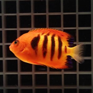 Bright orange tropical fish with bold black vertical stripes swimming in a grid-pattern aquarium background.