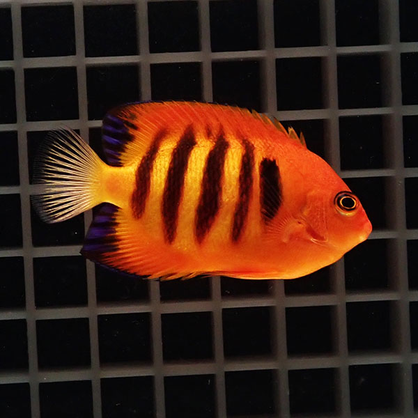 【現物1】粒エサOK フレームエンゼル 7cm!海水魚 ヤッコ 15時までのご注文で当日発送(t111(t207