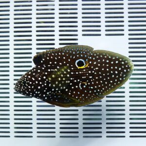 Brown pufferfish with white spots and a yellow-ringed eye on a white grid background.