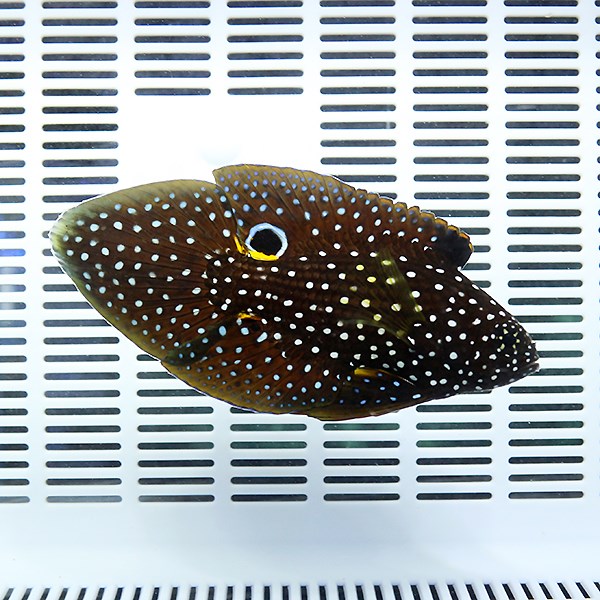 シモフリタナバタウオ 8-10cm± ! 海水魚 タナバタウオ 15時までのご注文で当日発送(t120