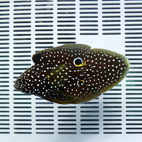 シモフリタナバタウオ 8-10cm± ! 海水魚 タナバタウオ 15時までのご注文で当日発送(t120
