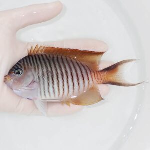 Small tropical fish with dark vertical stripes being gently held in a hand over a white surface with water nearby.