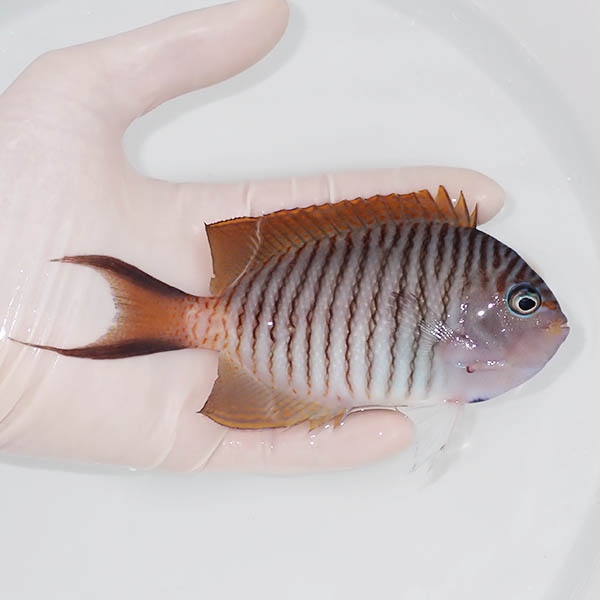 【現物3】 ヤイトヤッコ ♂  14.5cm± ! 海水魚 ヤッコ 15時までのご注文で当日発送(t111(t207