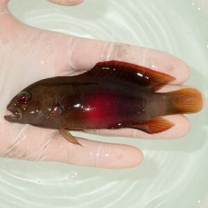 Small dark brown fish with red dorsal and tail fins held in a gloved hand over pale water.