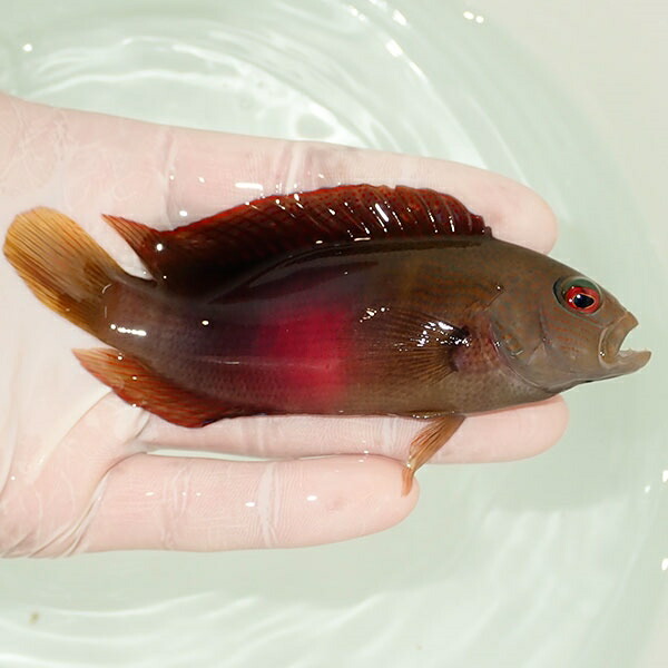 【現物3】メギス.sp 8.5cm± !海水魚 メギス 15時までのご注文で当日発送(t207