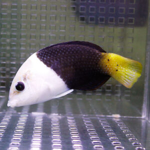 Tri-color angelfish with white head, black midsection, and bright yellow tail swimming in a clear aquarium tank
