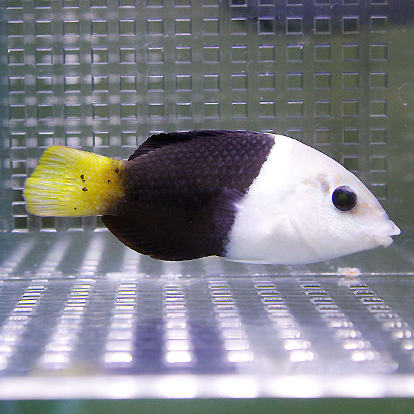 タレクチベラ 5-7cm±!海水魚 ベラ 15時までのご注文で当日発送(t122