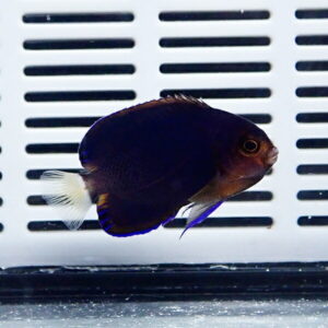 Dark blue angelfish with electric blue edging swimming in a white, vented aquarium backdrop