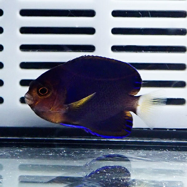 チャイロヤッコ 4-6cm± !海水魚 ヤッコ  15時までのご注文で当日発送(t111