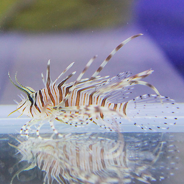 ハナミノカサゴ 4-6cm±  !海水魚 カサゴ 15時までのご注文で当日発送【カサゴ】