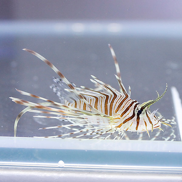 ハナミノカサゴ 4-6cm±  !海水魚 カサゴ 15時までのご注文で当日発送【カサゴ】