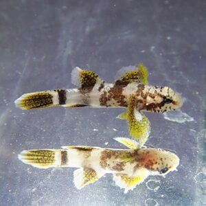 Two small mottled fish with yellow fins swimming side by side in a clear tank or container contrast against a blue-gray background.