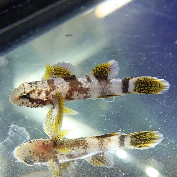 ヒレグロフタスジハゼ 1-2cm±! 海水魚 ハゼ 15時までのご注文で当日発送(t121