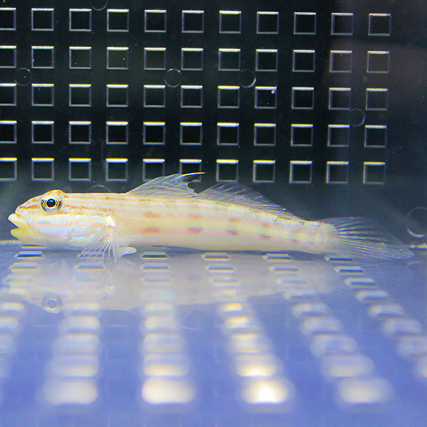 サザナミハゼ 4-6cm±! 海水魚 ハゼ 15時までのご注文で当日発送(t121