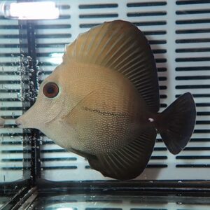 Oval, dotted body fish with a tall dorsal fin swimming in a glass aquarium. It has a pale grey color and a prominent eye.