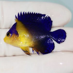 Small tropical damselfish with a bright blue body and yellow head resting on a gloved finger.