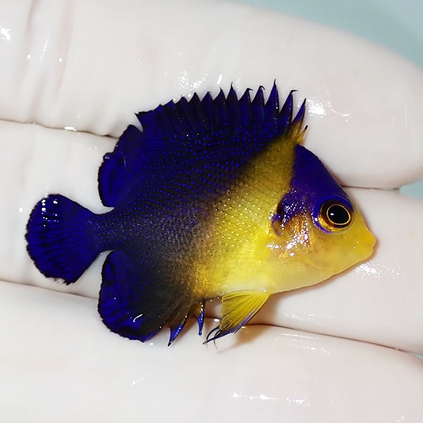 【現物23】スミレヤッコ 4cm±! 海水魚 ヤッコ 15時までのご注文で当日発送(t111